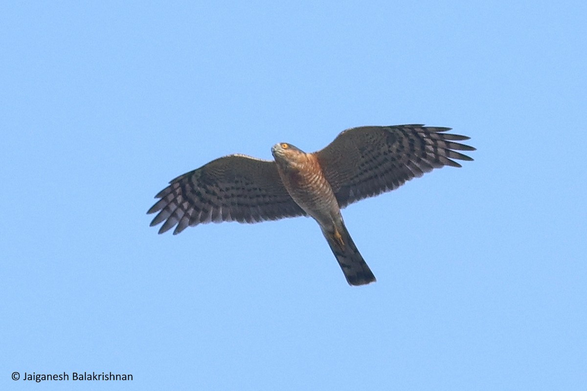 Eurasian Sparrowhawk - ML627800527