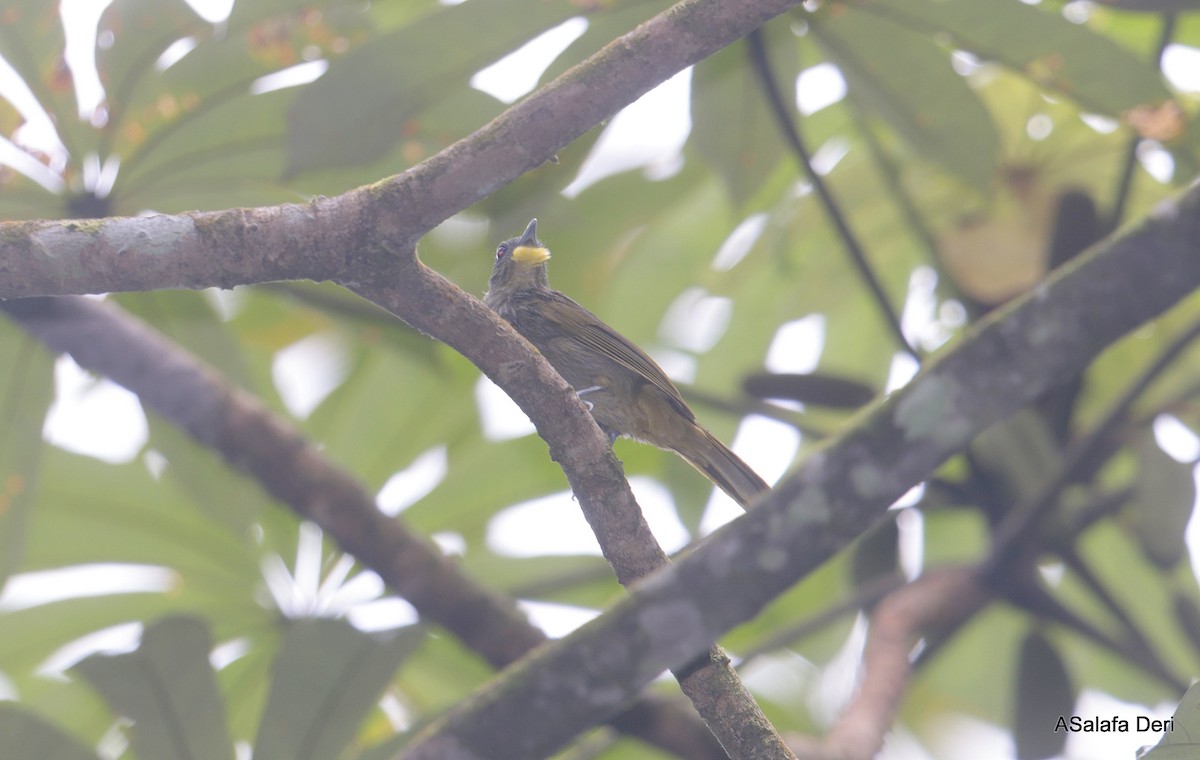 Western Bearded-Greenbul - ML627800538