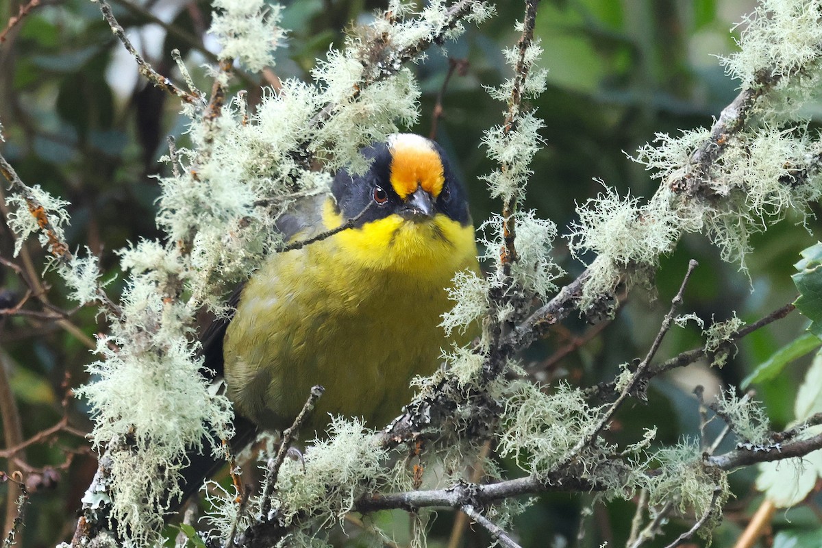 Yellow-breasted Brushfinch - ML627800560