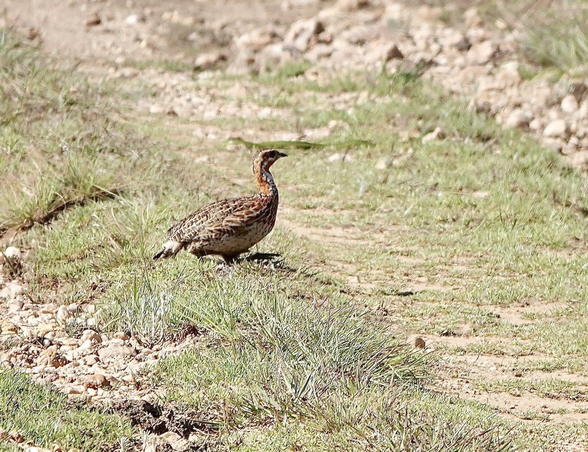 Red-winged Francolin - ML627800597
