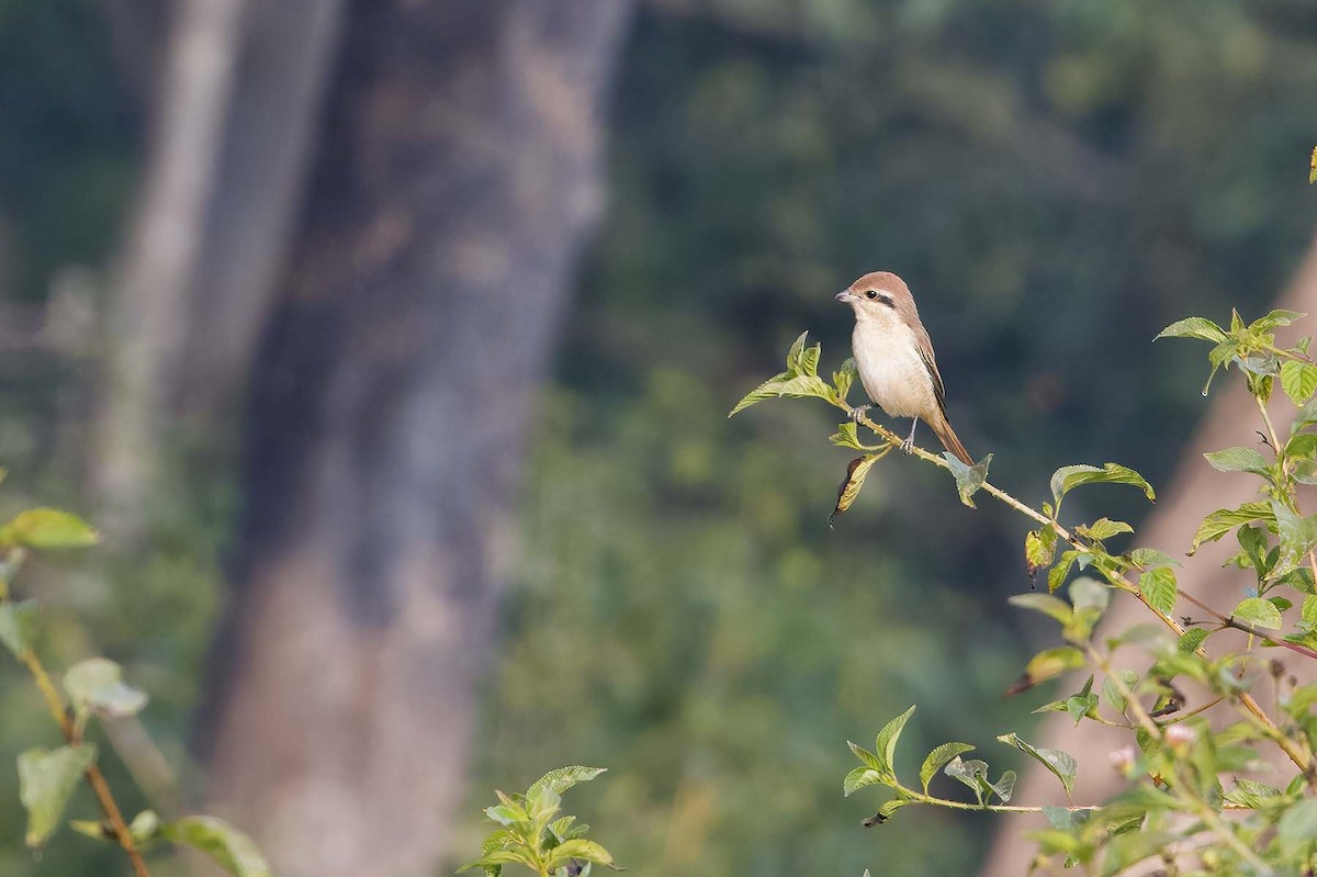 Brown Shrike - ML627800611