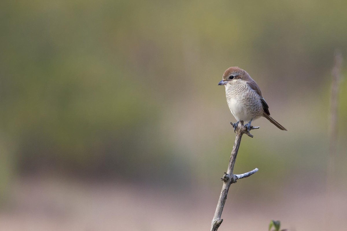 Brown Shrike - ML627800612