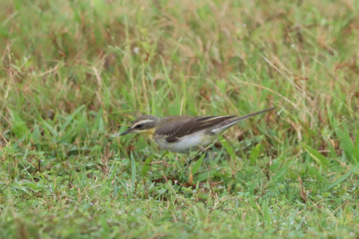 Eastern Yellow Wagtail - ML627800634