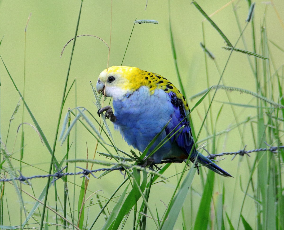 Pale-headed Rosella - ML627800635