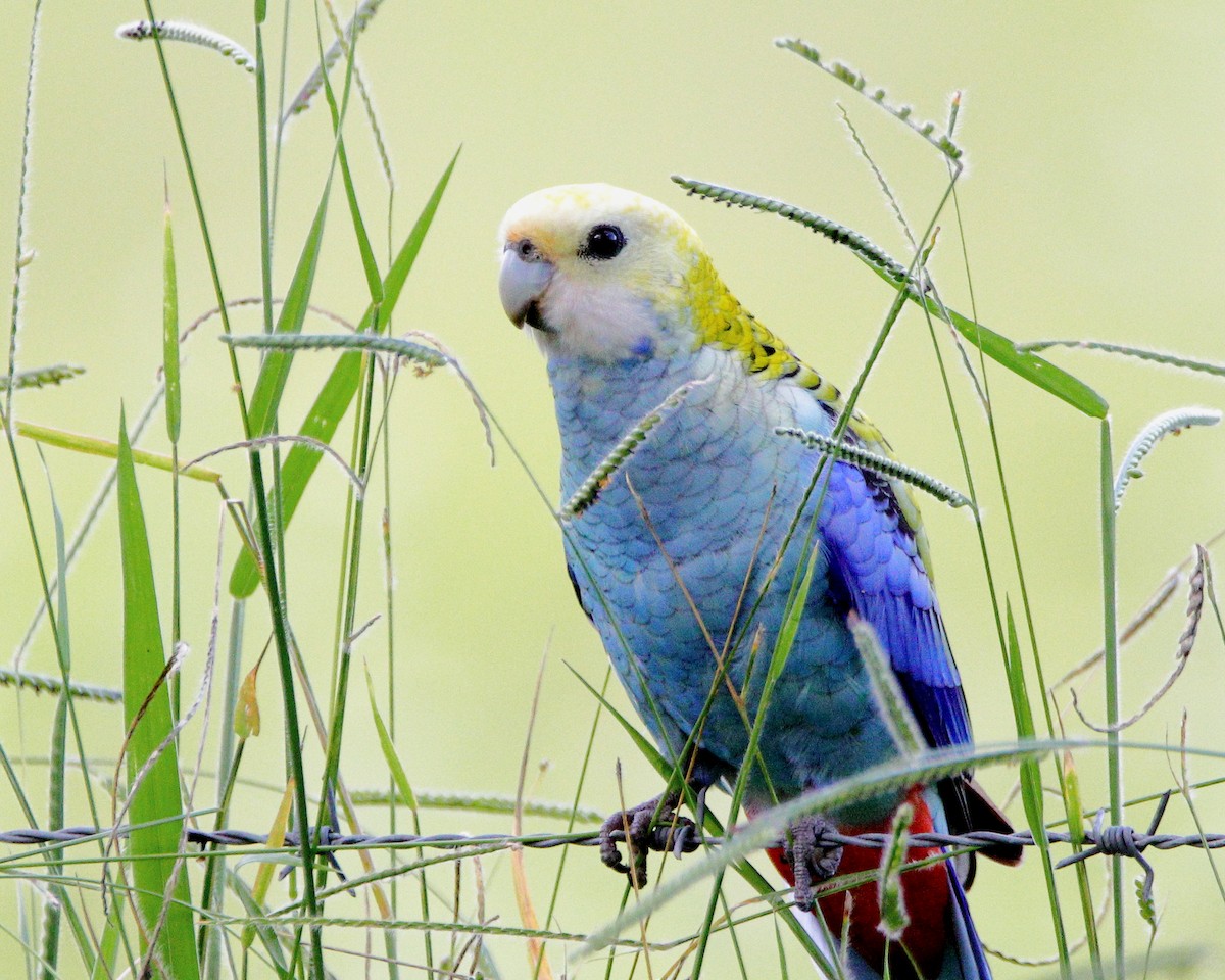 Pale-headed Rosella - ML627800636