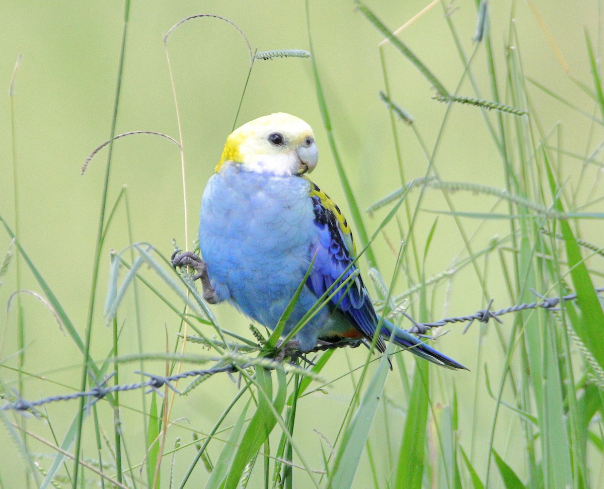 Pale-headed Rosella - ML627800637