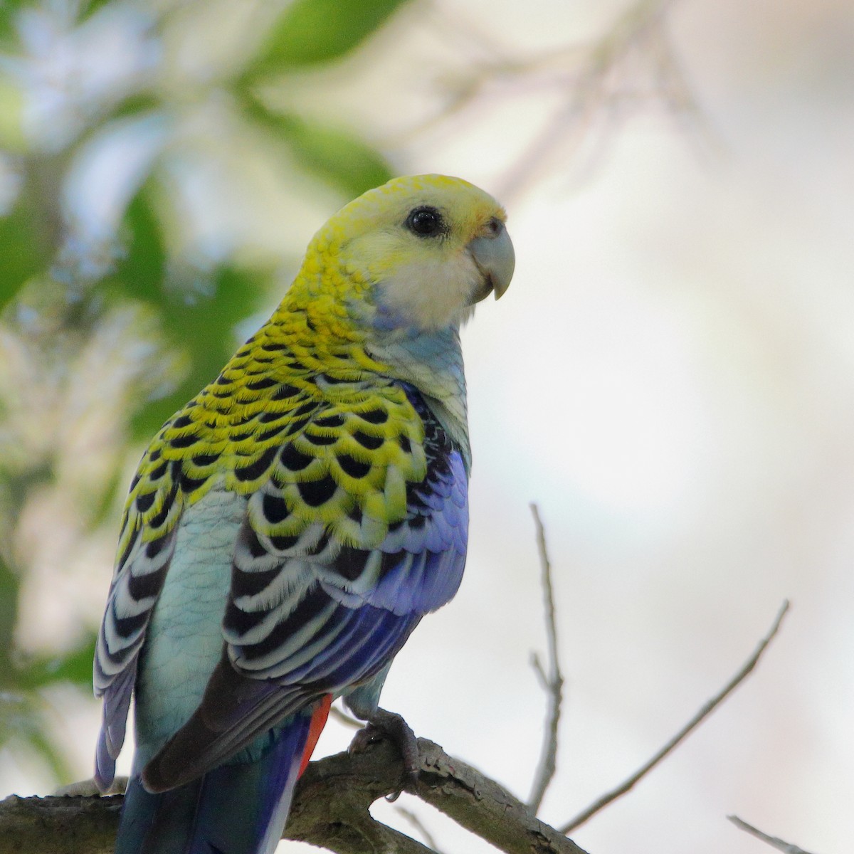 Pale-headed Rosella - ML627800638