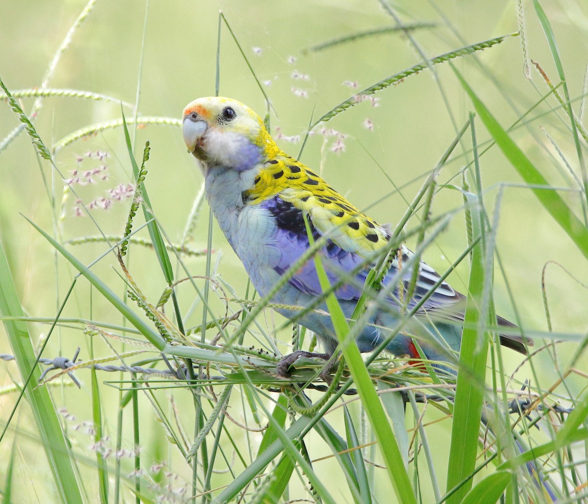 Pale-headed Rosella - ML627800640