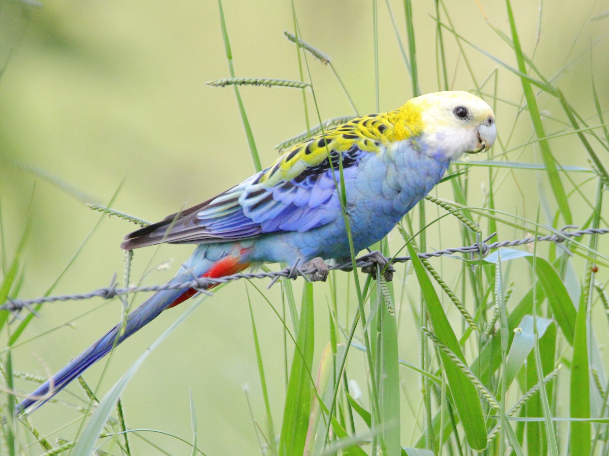 Pale-headed Rosella - ML627800641