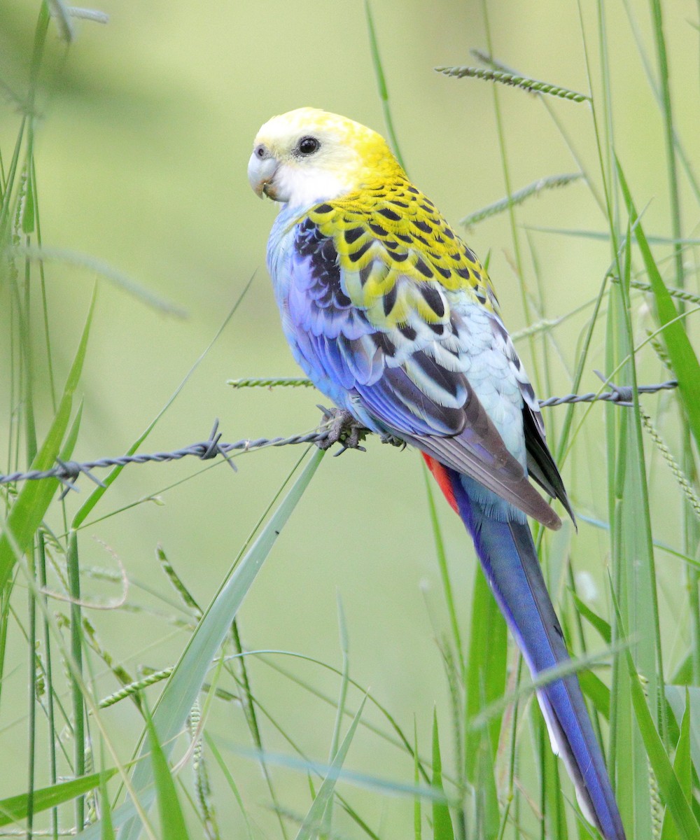 Pale-headed Rosella - ML627800642