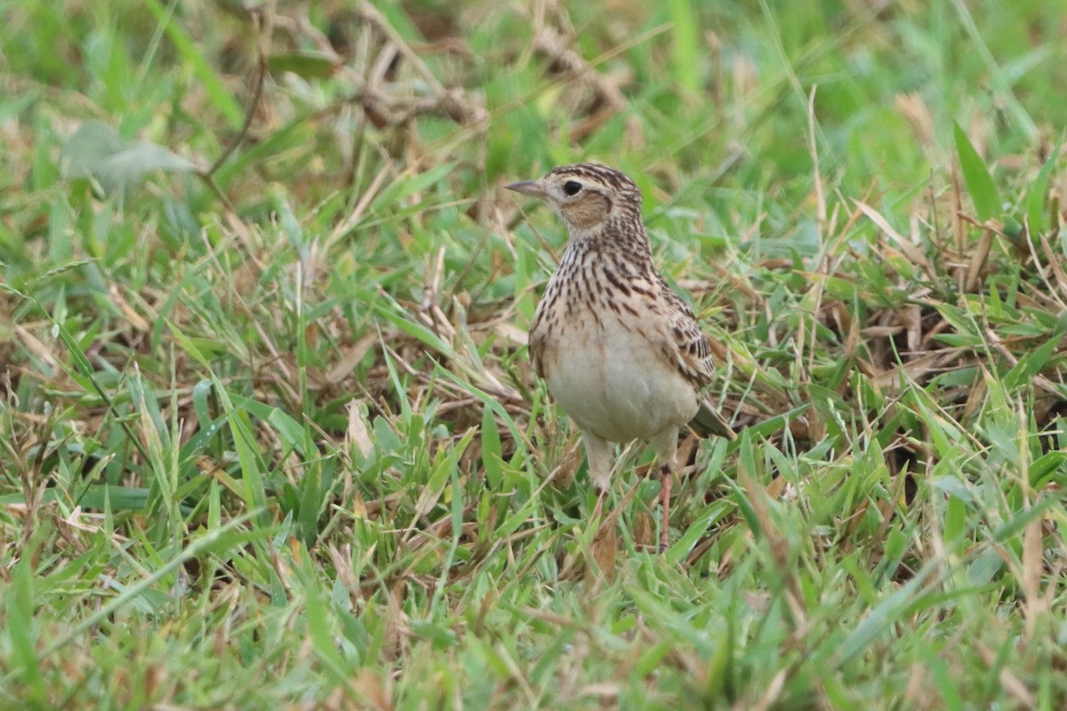 Oriental Skylark - ML627800645