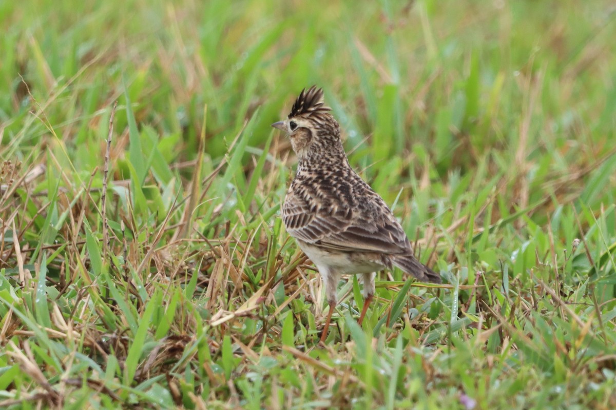 Oriental Skylark - ML627800646