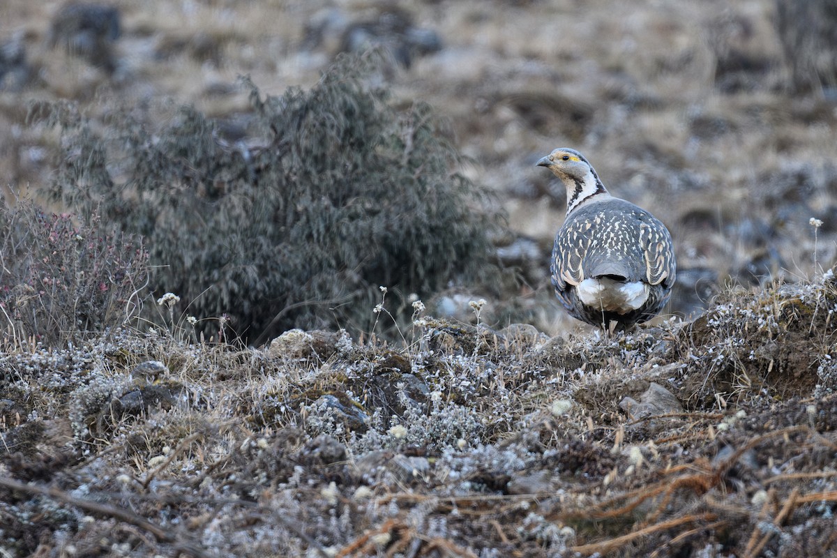 Himalayan Snowcock - ML627800650