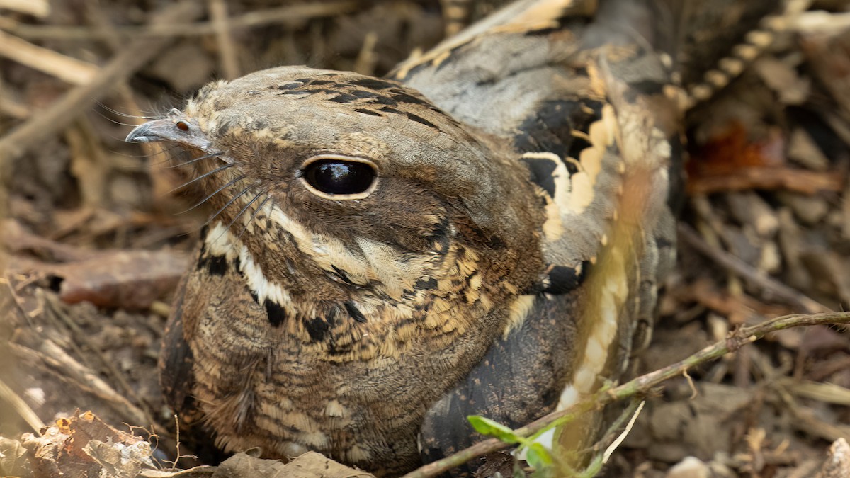 Long-tailed Nightjar - ML627800665