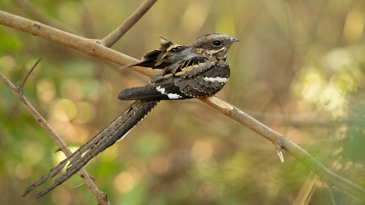 Long-tailed Nightjar - ML627800666