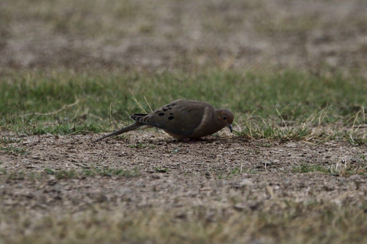 Mourning Dove - ML627800696