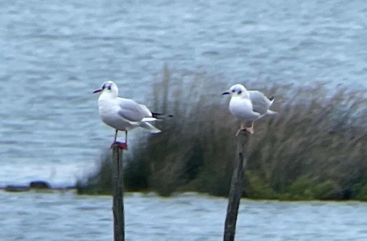 Bonaparte's Gull - ML627800698