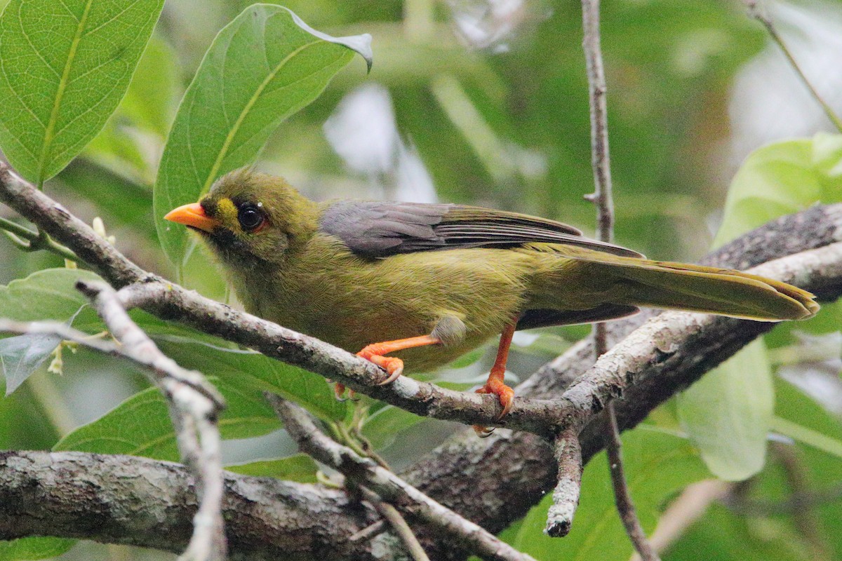 Bell Miner - ML627800711