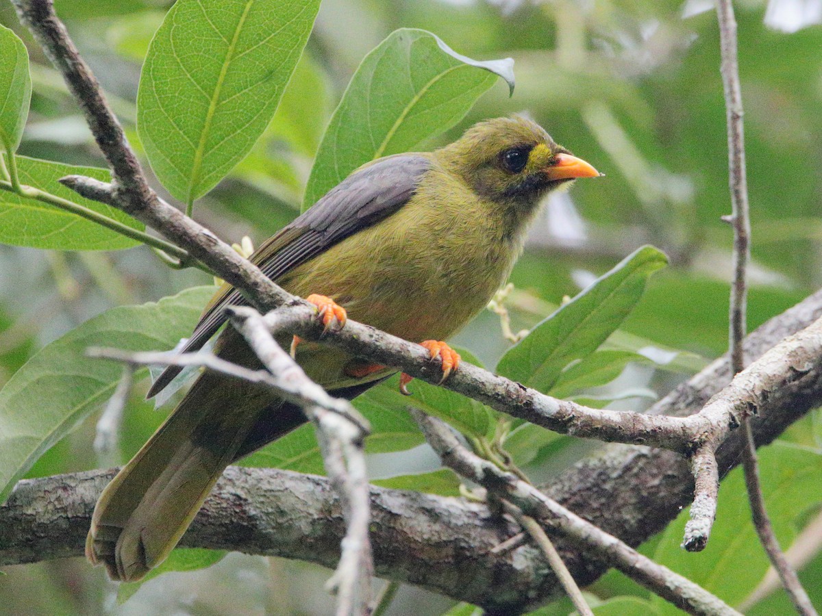 Bell Miner - ML627800712