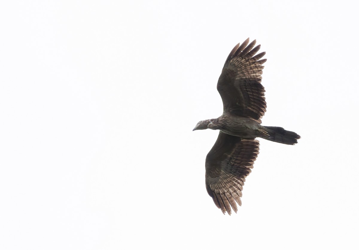 Oriental Honey-buzzard - ML627800720