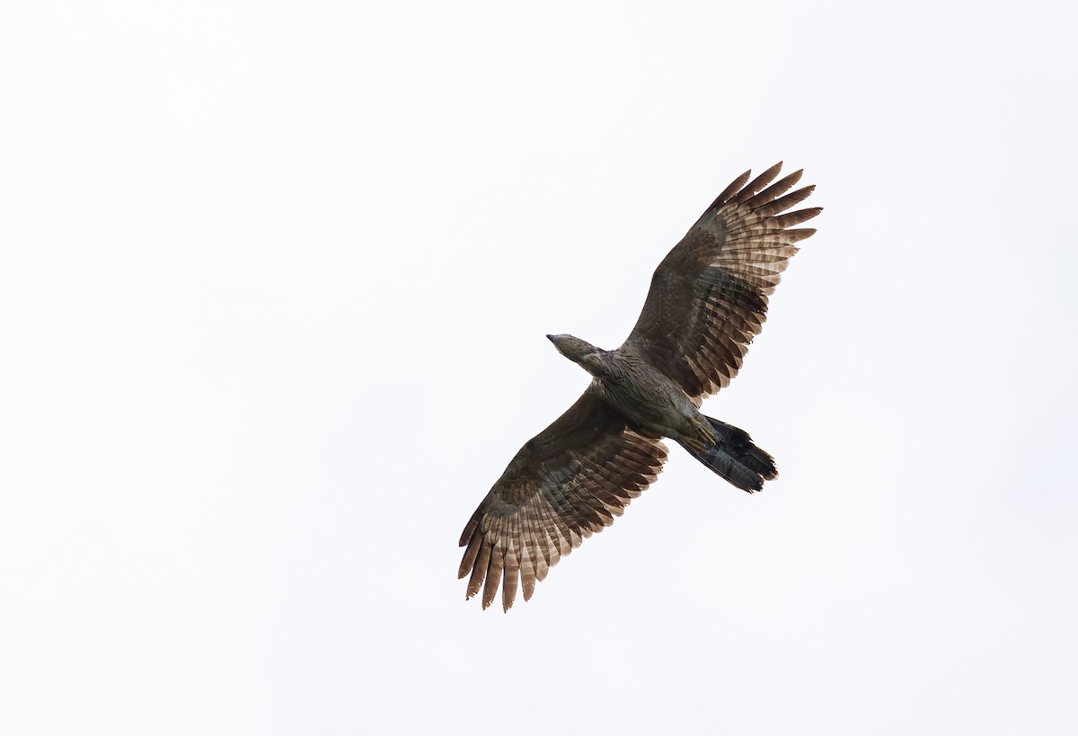 Oriental Honey-buzzard - ML627800722
