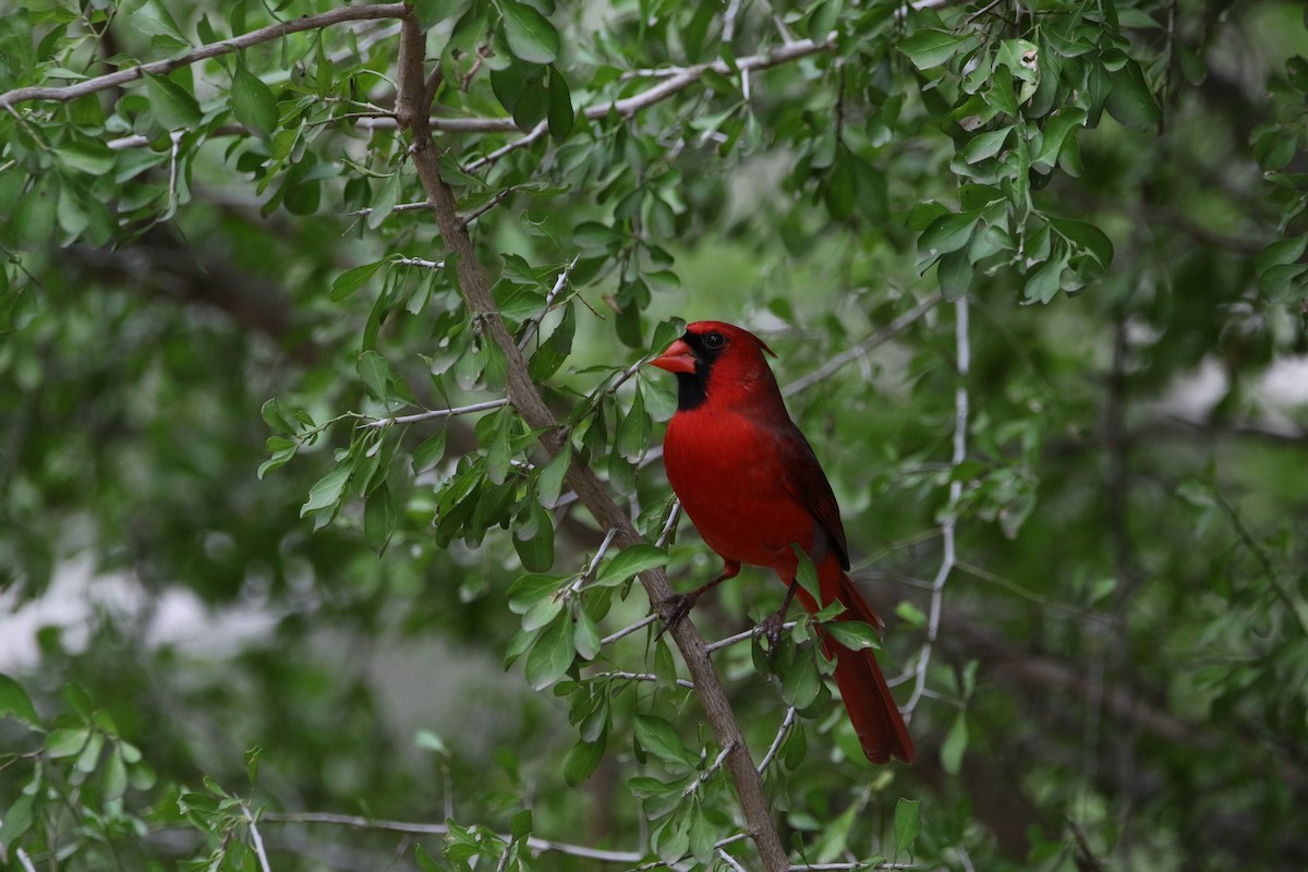 Northern Cardinal - ML627800736