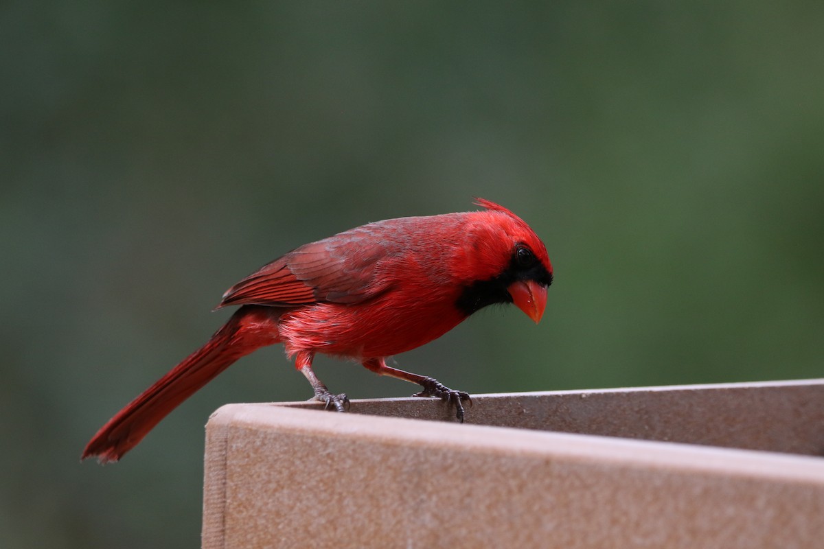 Northern Cardinal - ML627800751