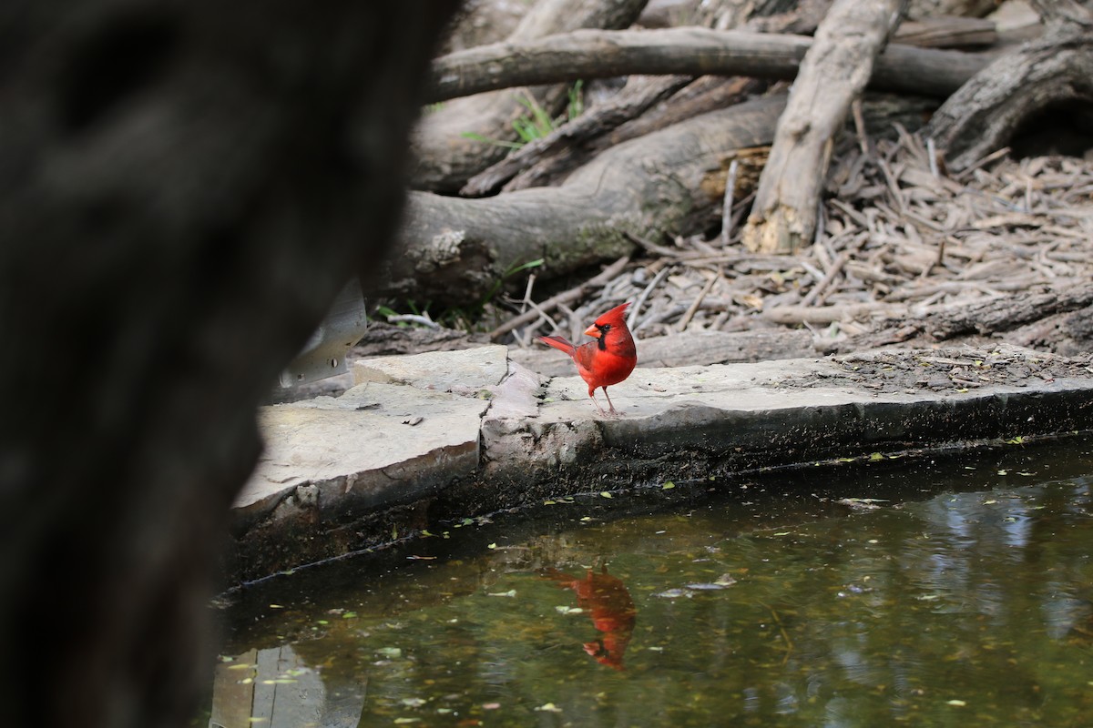 Northern Cardinal - ML627800761