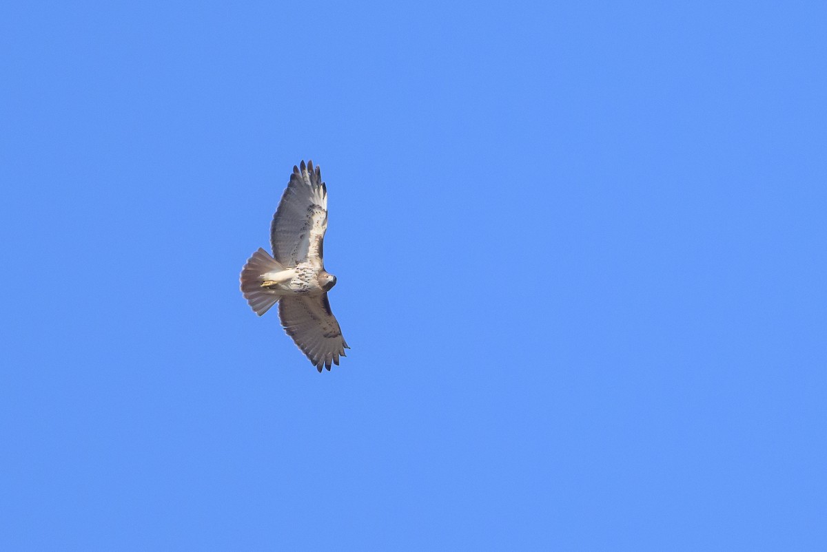 Red-tailed Hawk - ML627800845