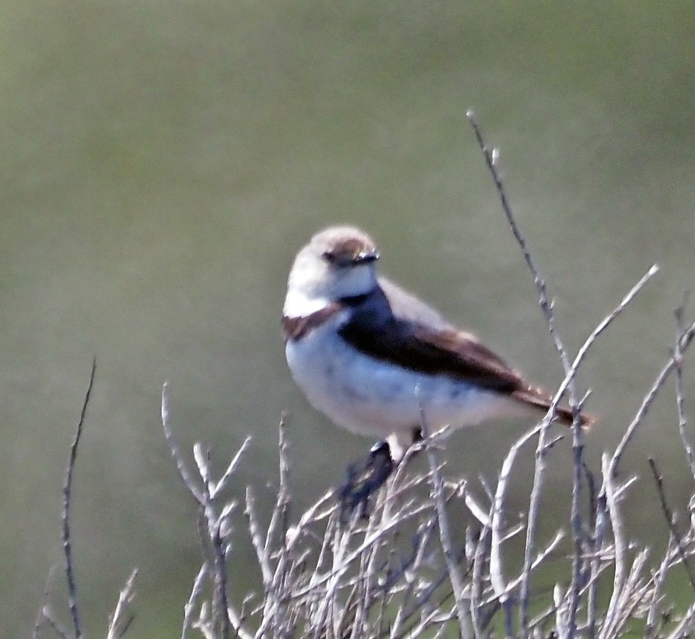 White-fronted Chat - ML627800883