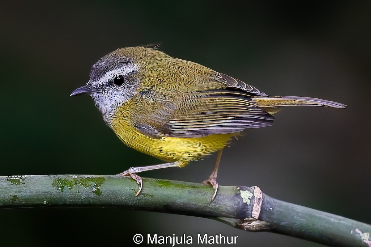 Yellow-bellied Warbler - ML627800939