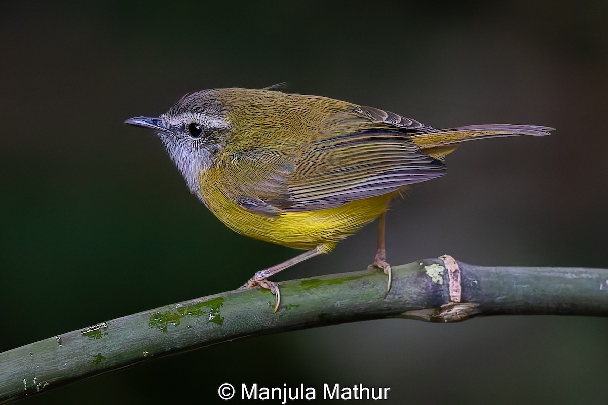 Yellow-bellied Warbler - ML627800941