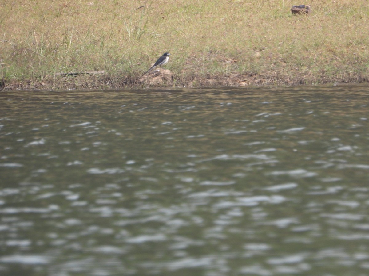 White-browed Wagtail - ML627800964