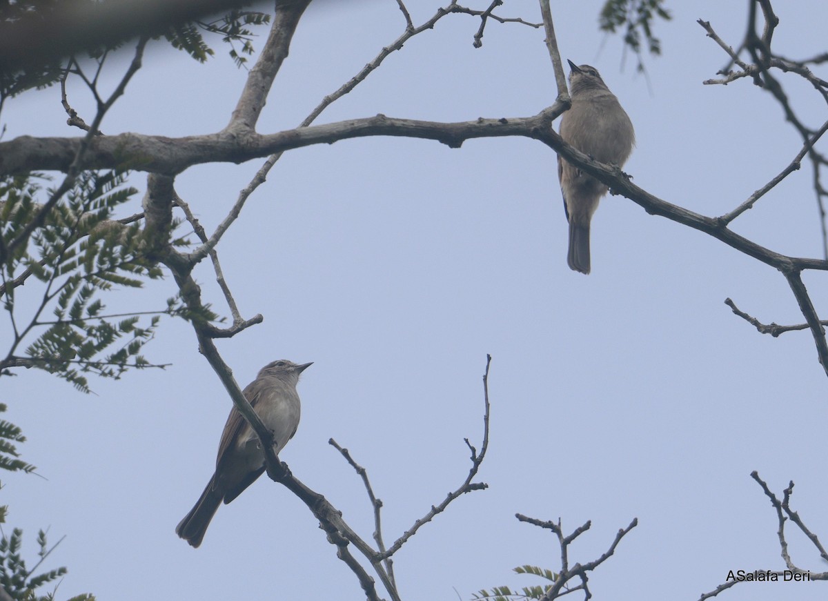 Olivaceous Flycatcher (Olivaceous) - ML627801033