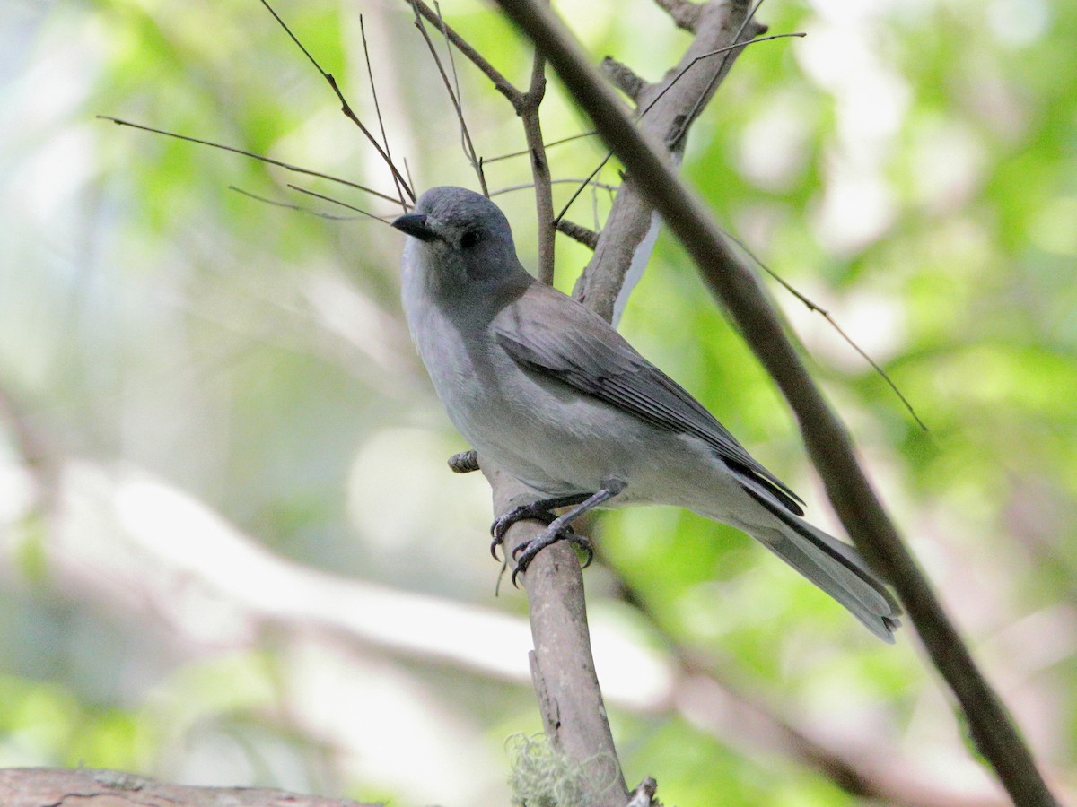 Gray Shrikethrush - ML627801138