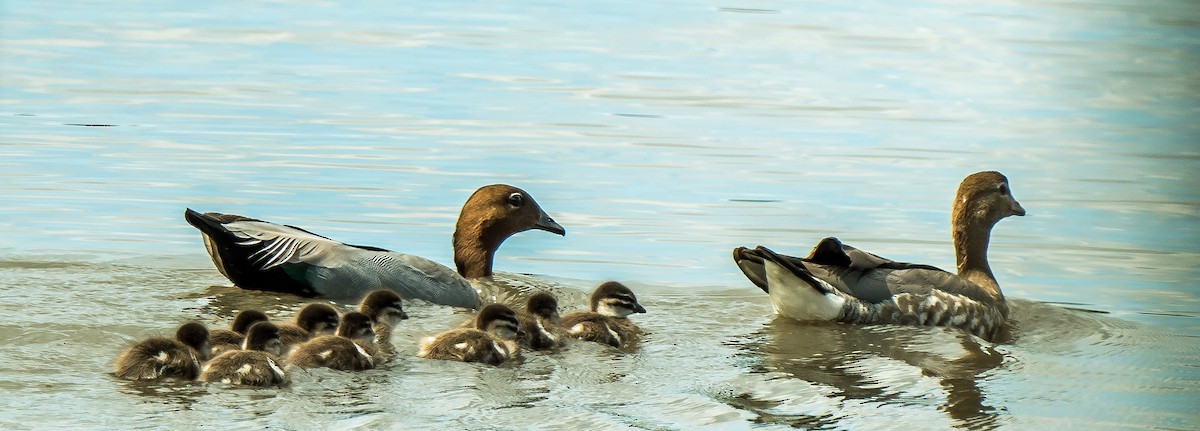 Maned Duck - ML627801194