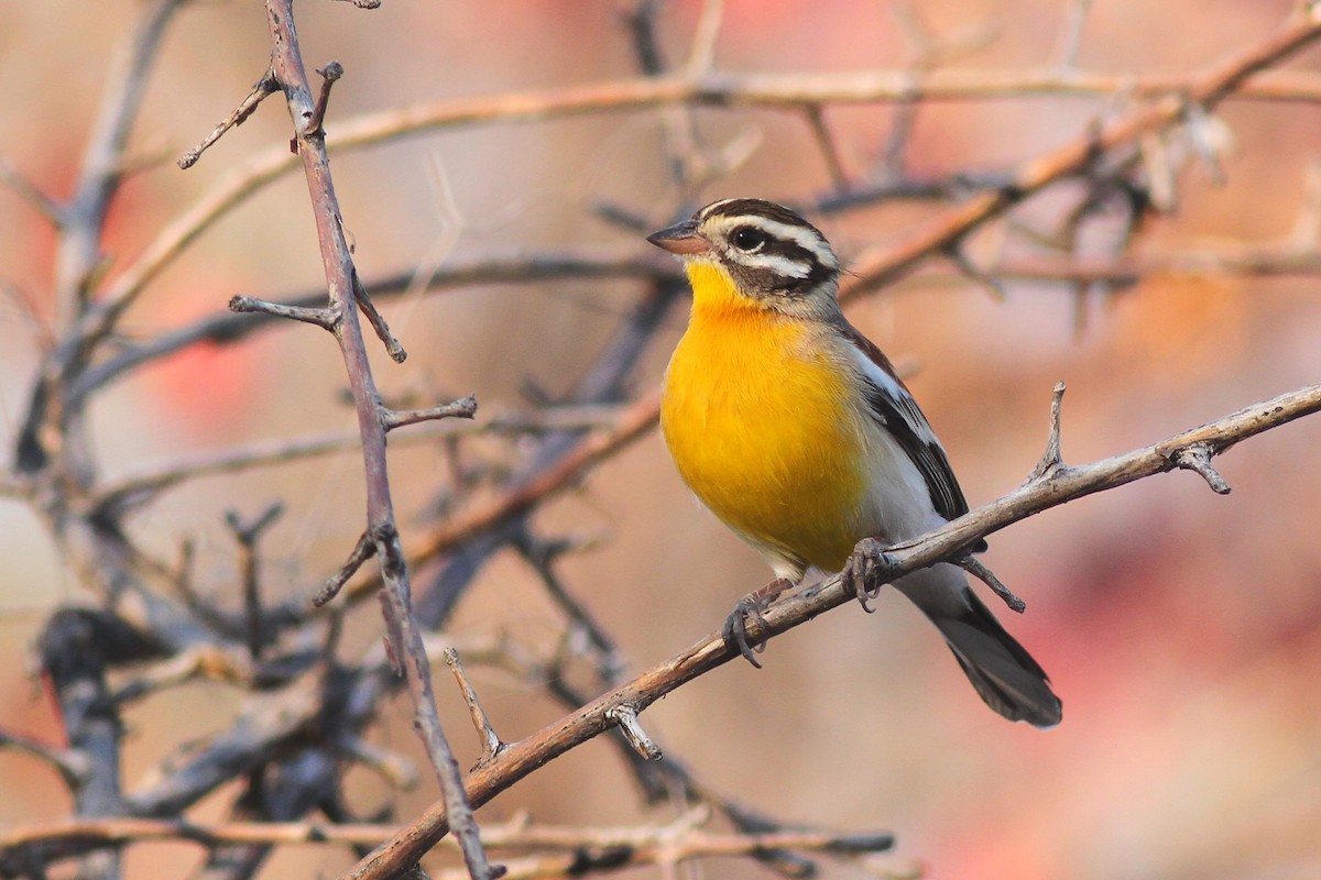 Golden-breasted Bunting - ML627801200