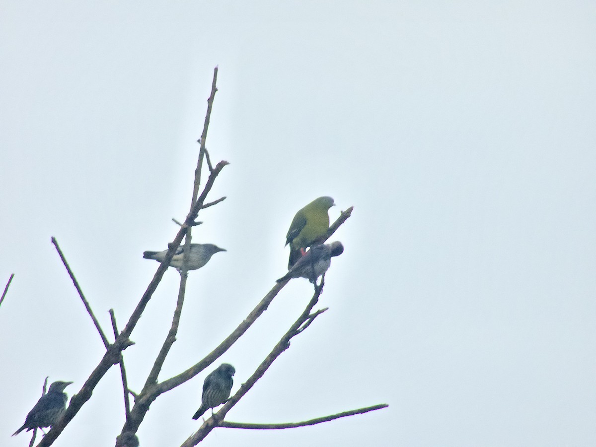 Little Green-Pigeon - ML627801279