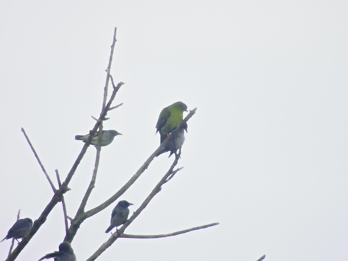 Little Green-Pigeon - ML627801280