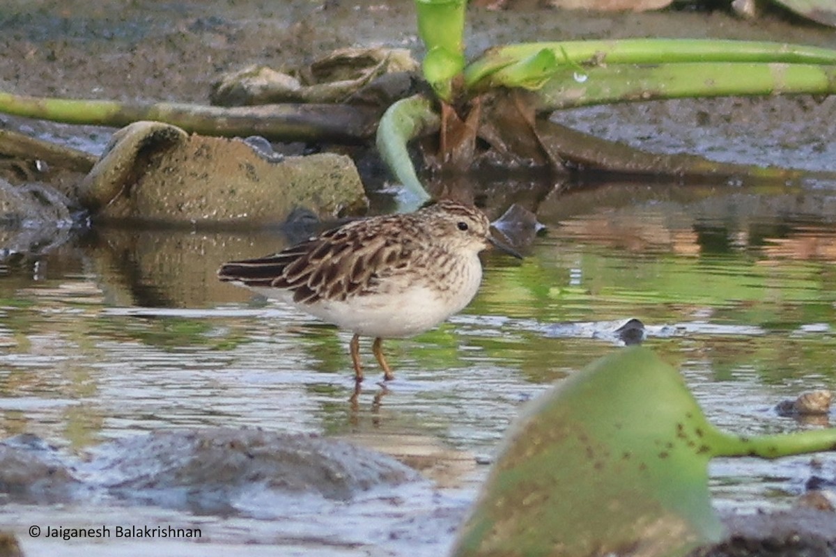 Long-toed Stint - ML627801284