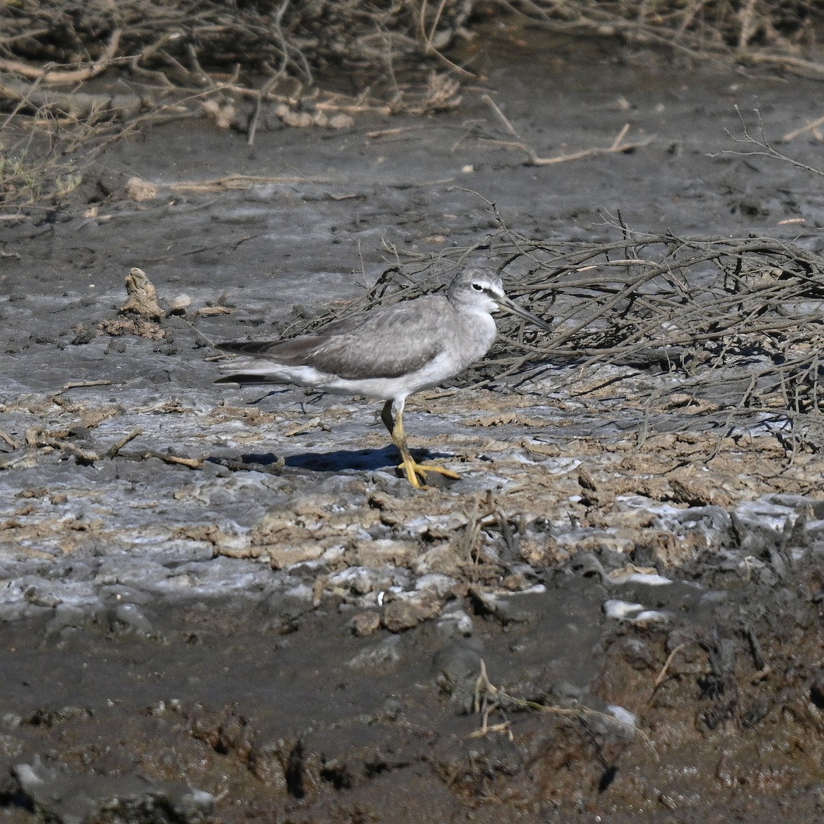 Gray-tailed Tattler - ML627801303