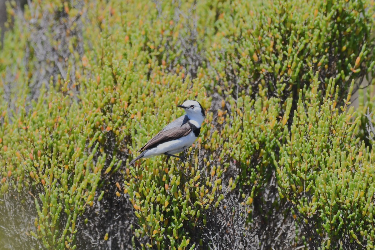 White-fronted Chat - ML627801368