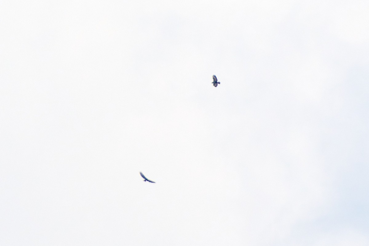 Common Buzzard (Western) - ML627801434