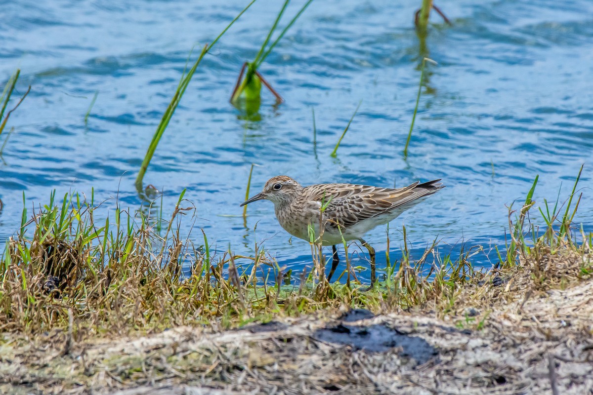 Ebird Checklist - 21 Dec 2024 - Western Treatment Plant--t Section 