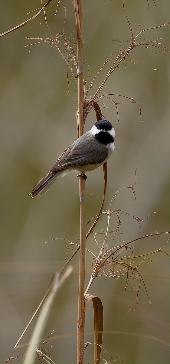 Mésange de Caroline - ML627801468