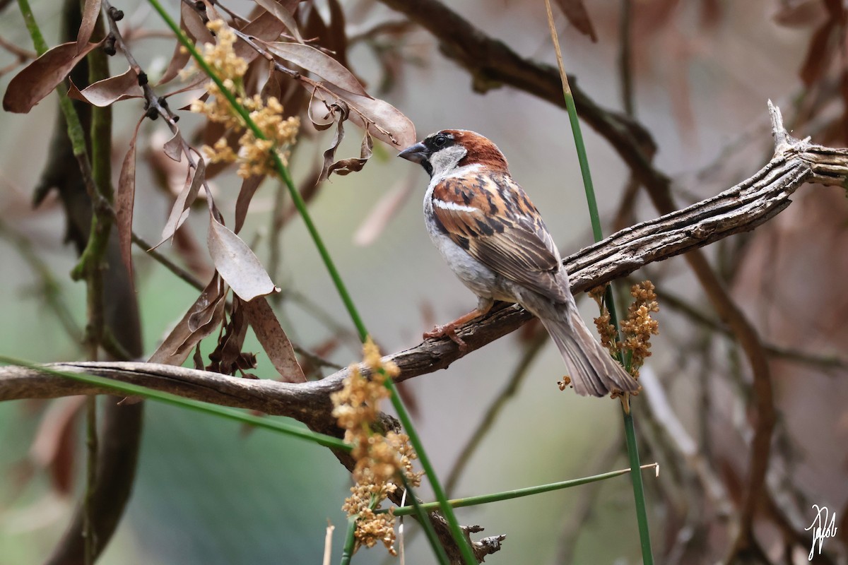 House Sparrow - ML627801527