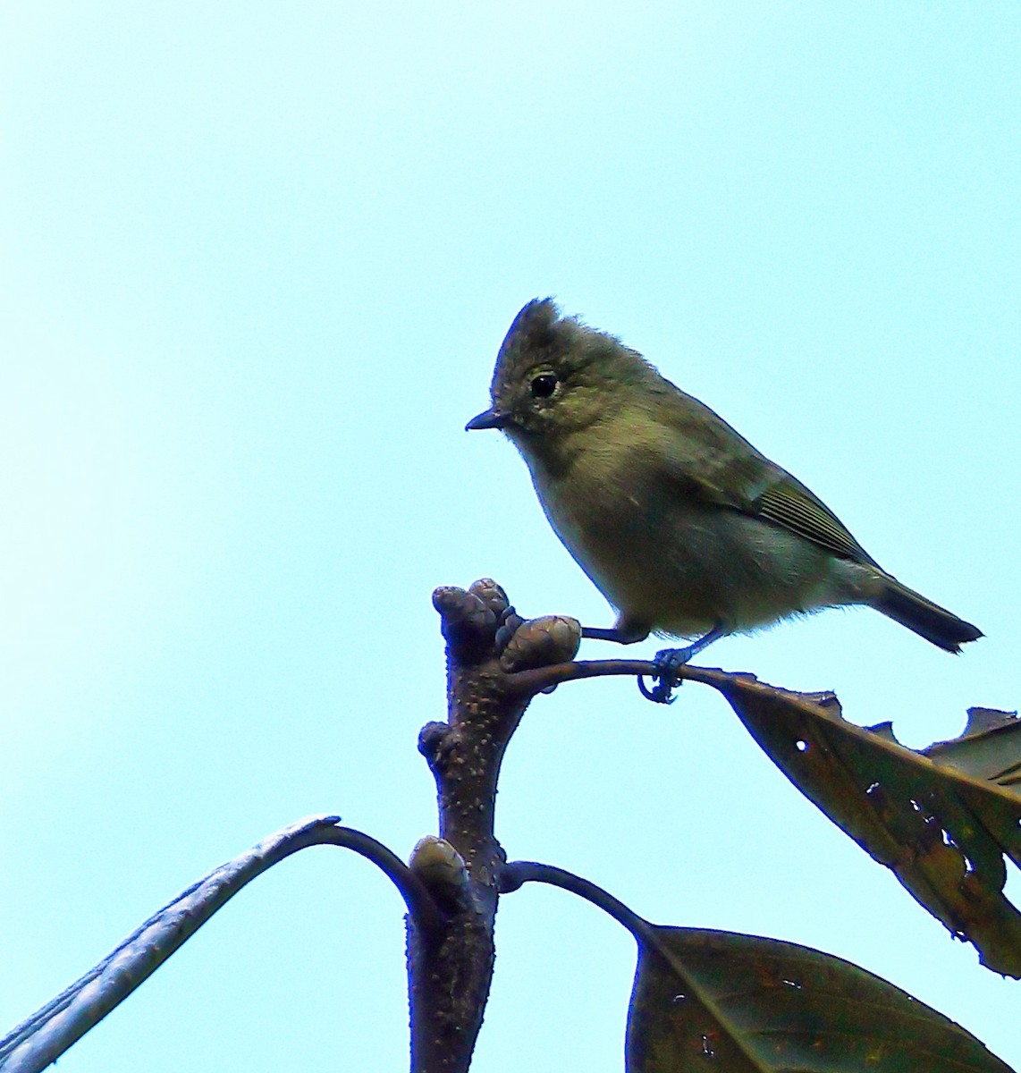 Yellow-browed Tit - ML627801599