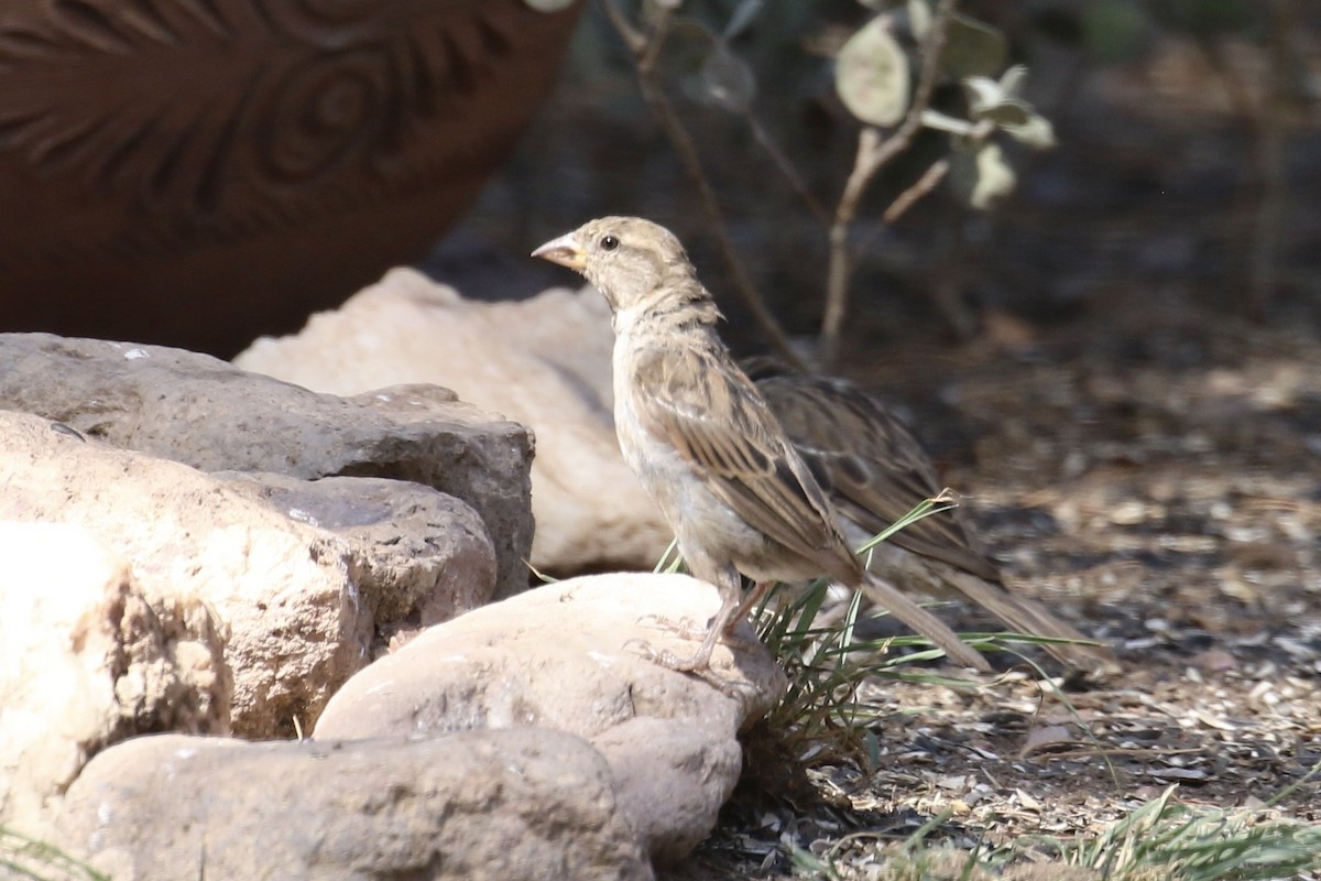 House Sparrow - ML627801637