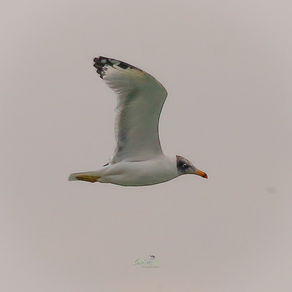Pallas's Gull - ML627801646