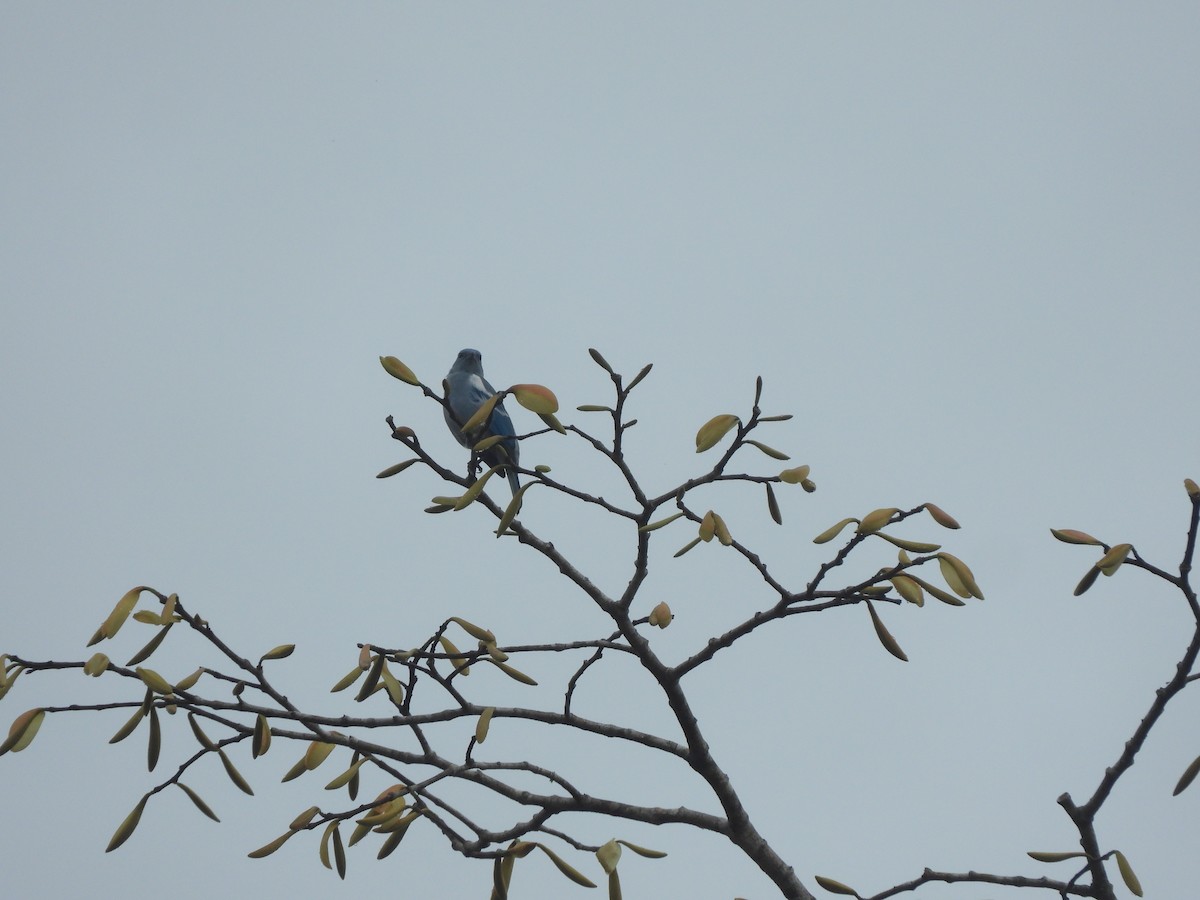 Blue-gray Tanager - ML627801684